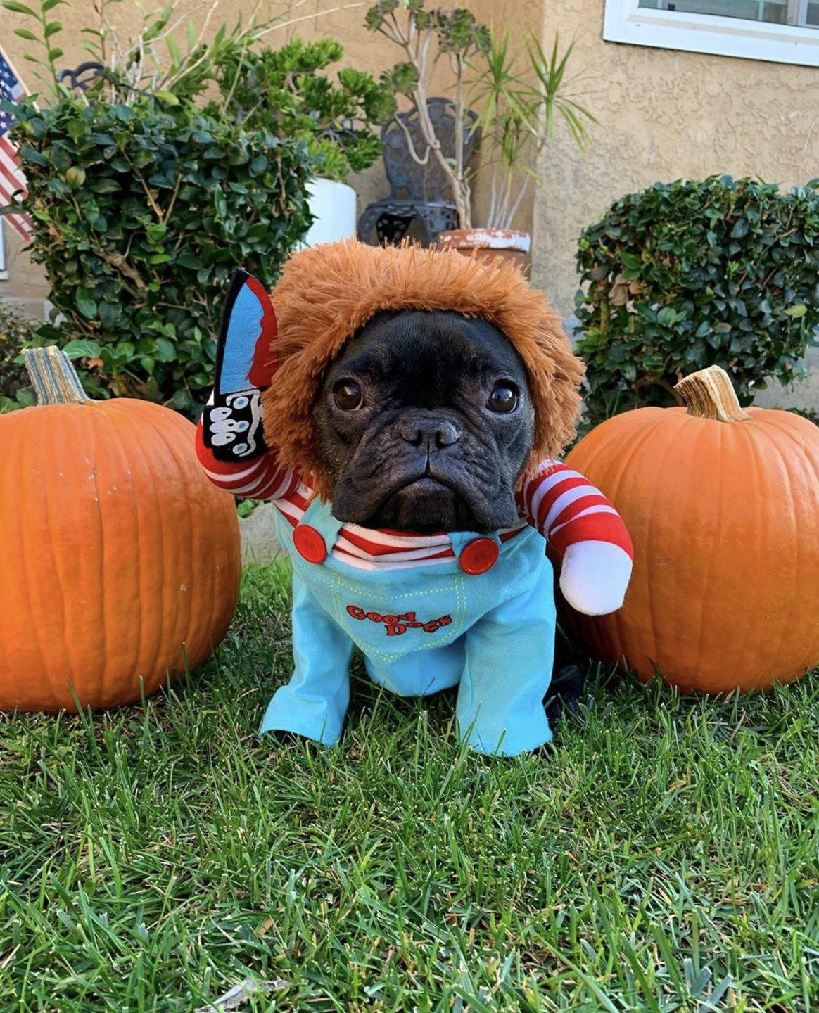 Funny Dog Costume