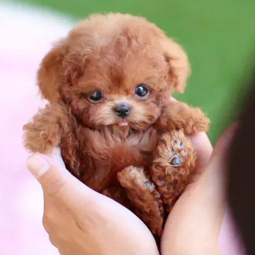 Original  Realistic Robot Puppy🐶